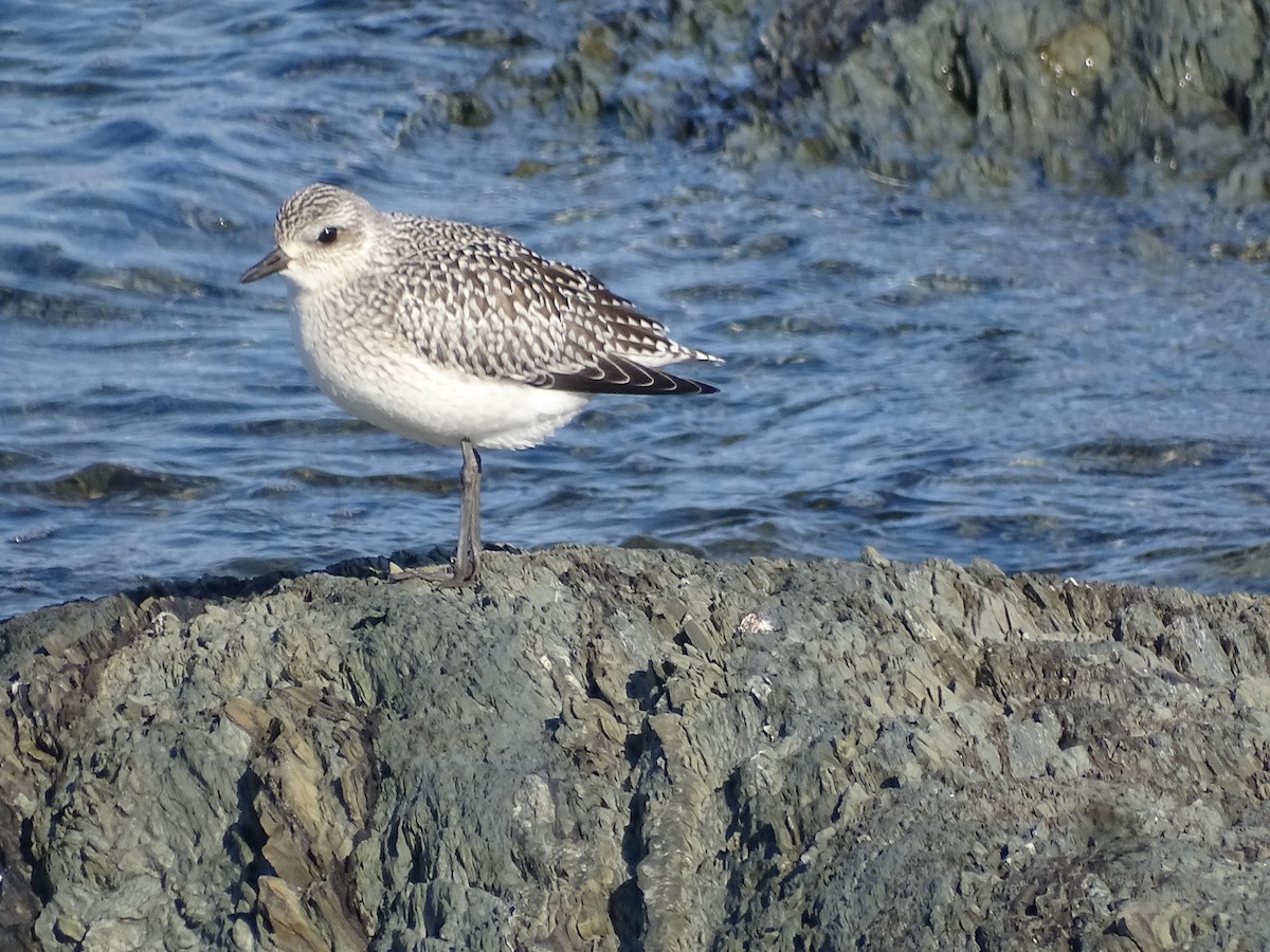 Black-bellied Plover - claudine lafrance cohl
