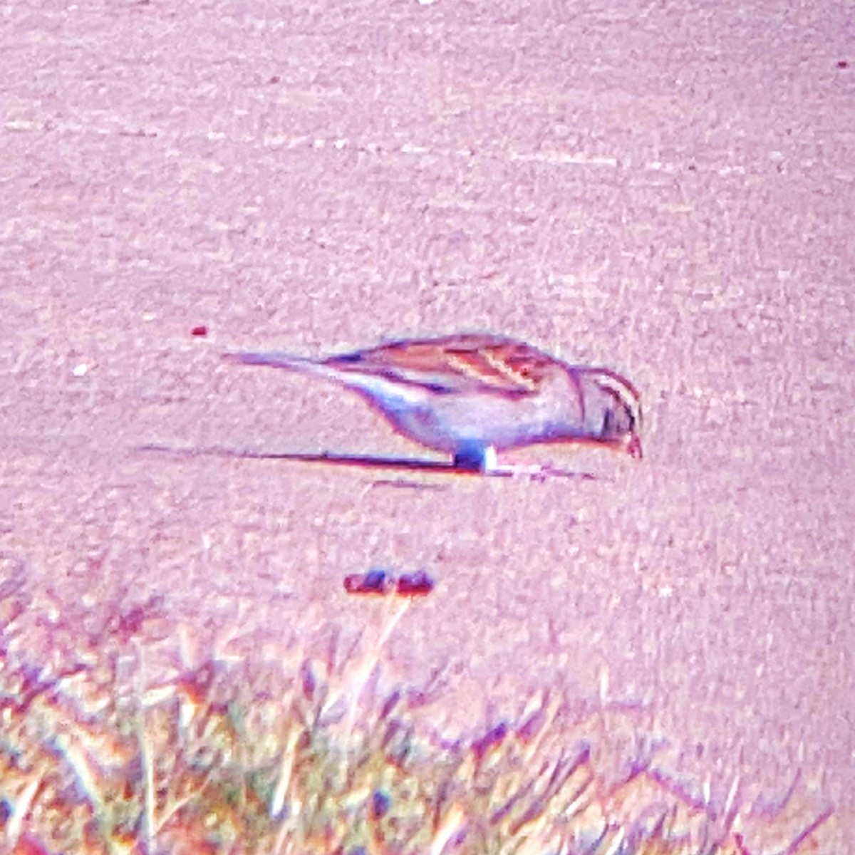 Chipping Sparrow - ML498455671