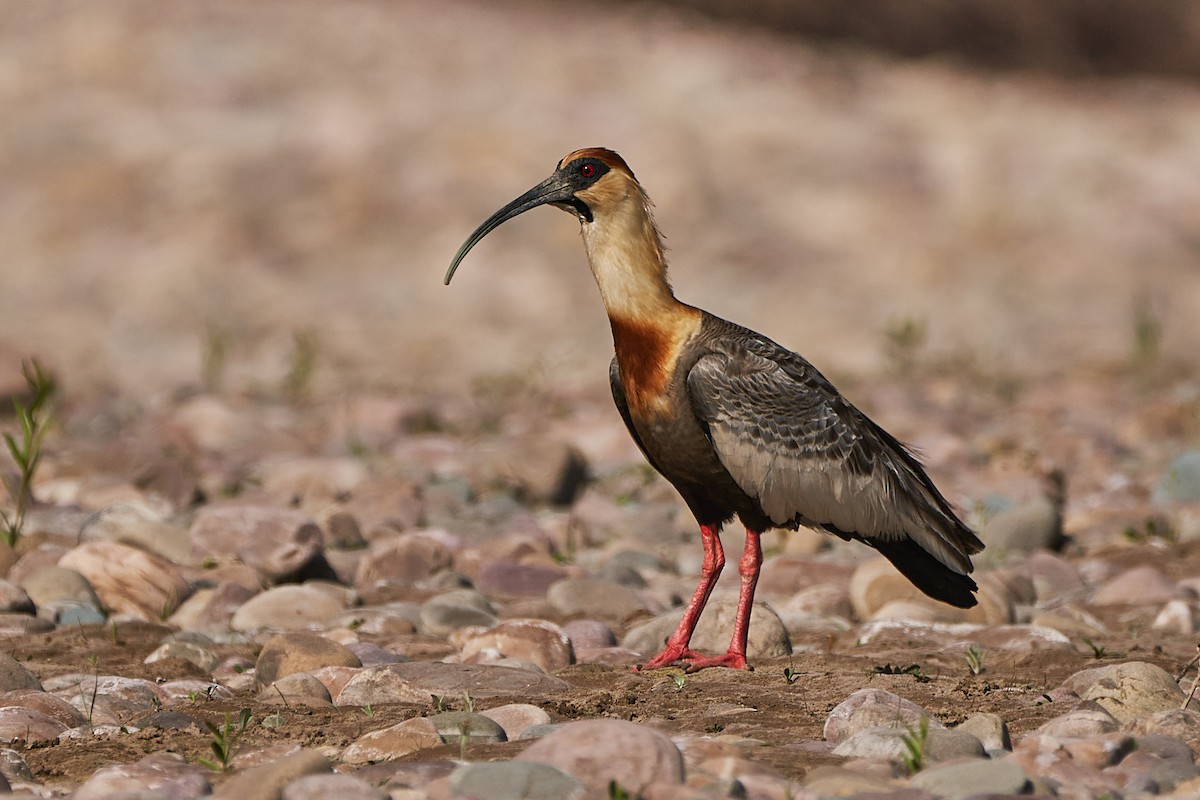 ibis bělokřídlý - ML498456111