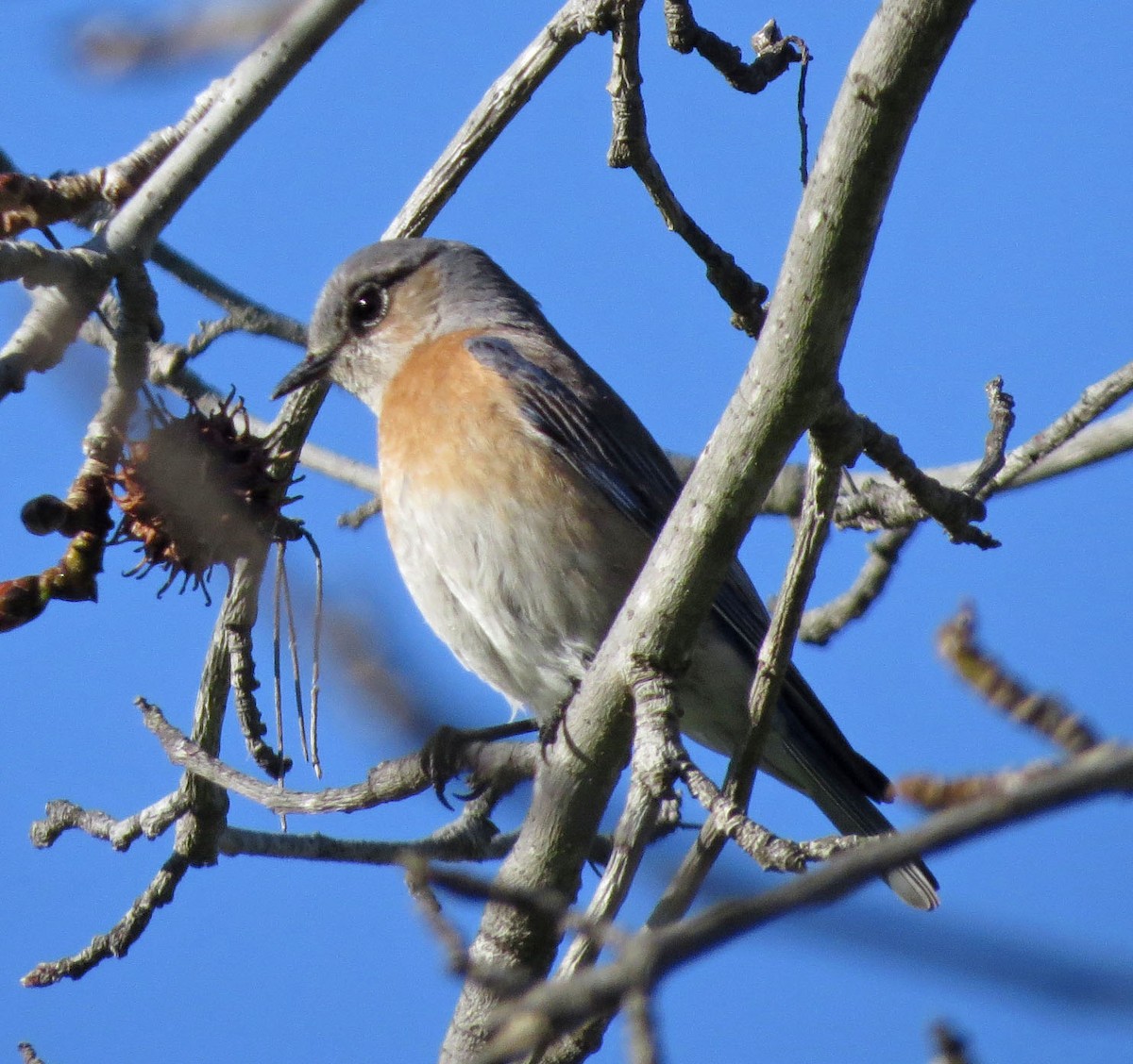 Western Bluebird - ML49845621