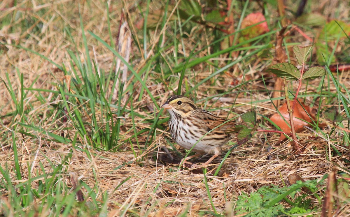 Savannah Sparrow - ML498458501