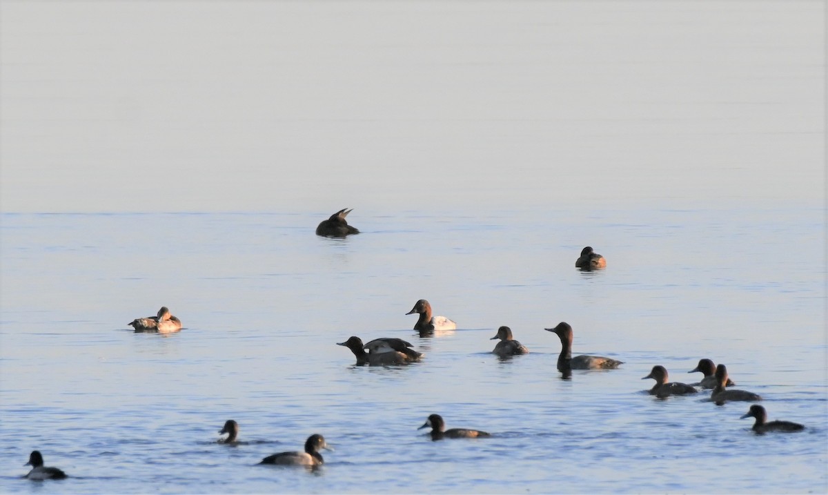 Canvasback - ML498458851