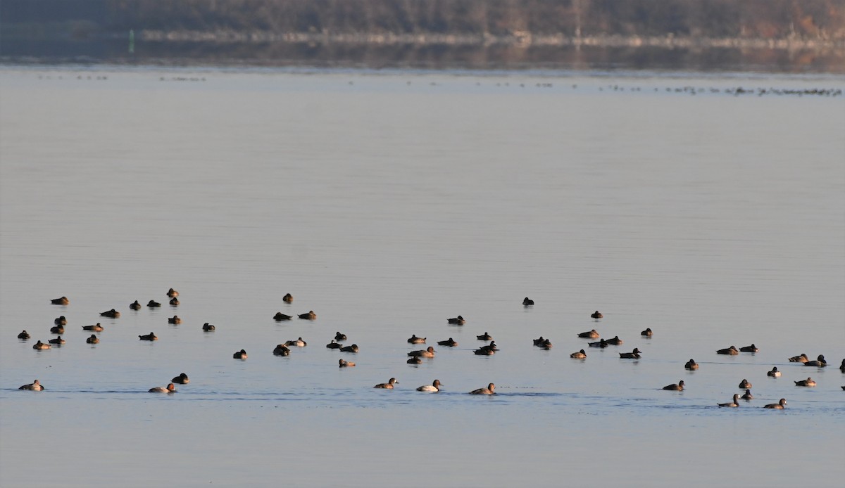 Canvasback - ML498458881