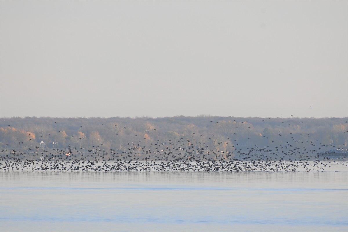 Greater/Lesser Scaup - ML498459241