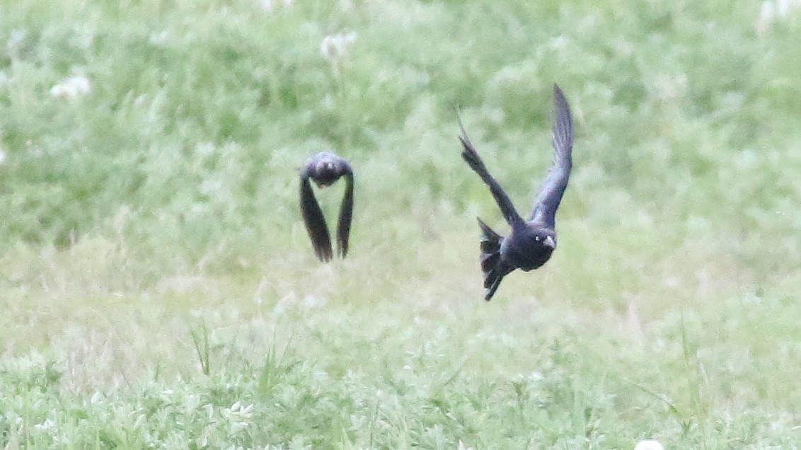 Great-tailed Grackle - ML498459431