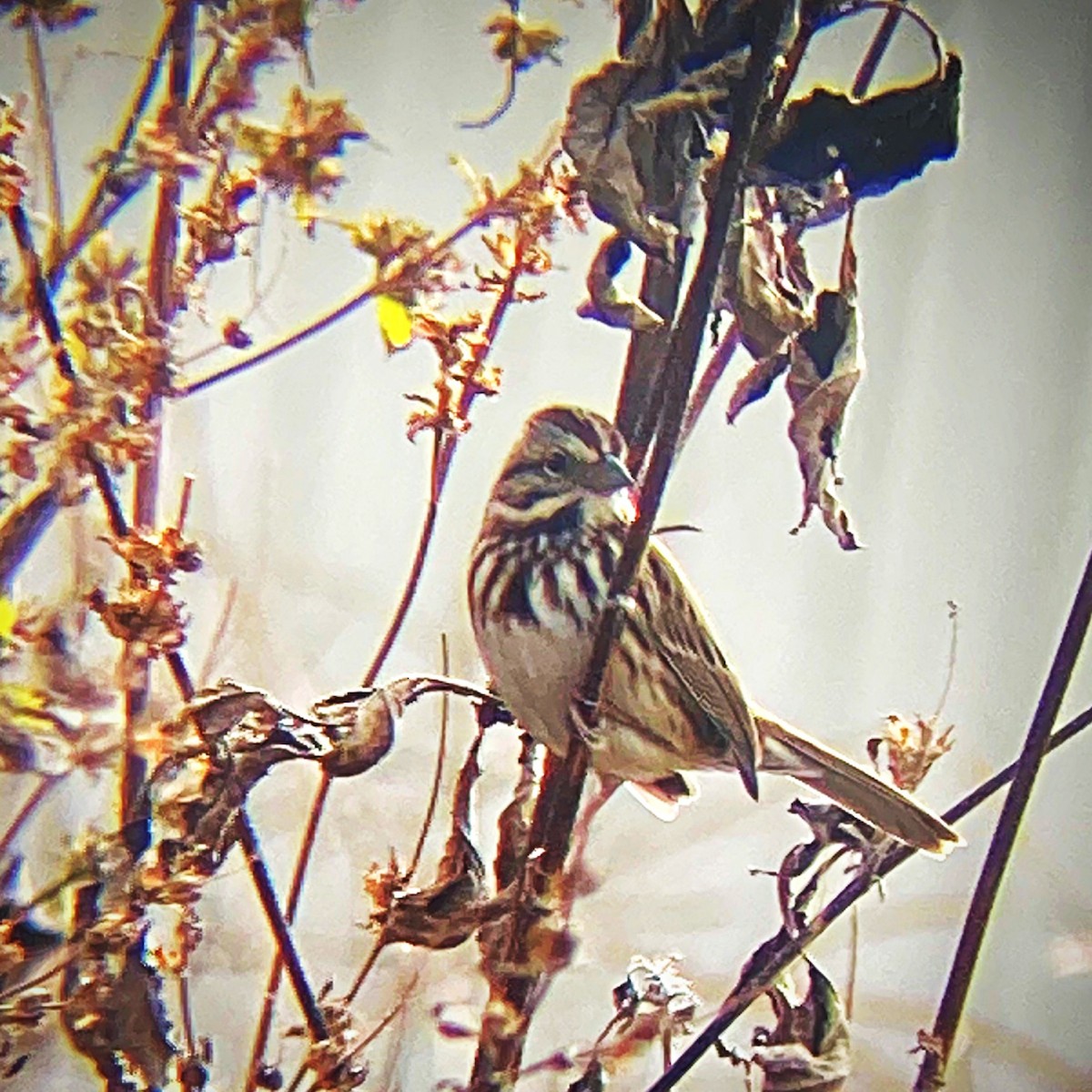 Song Sparrow (melodia/atlantica) - ML498461461