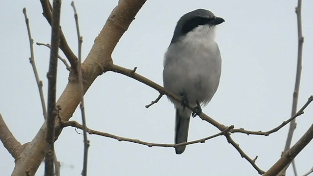 Loggerhead Shrike - ML498462251