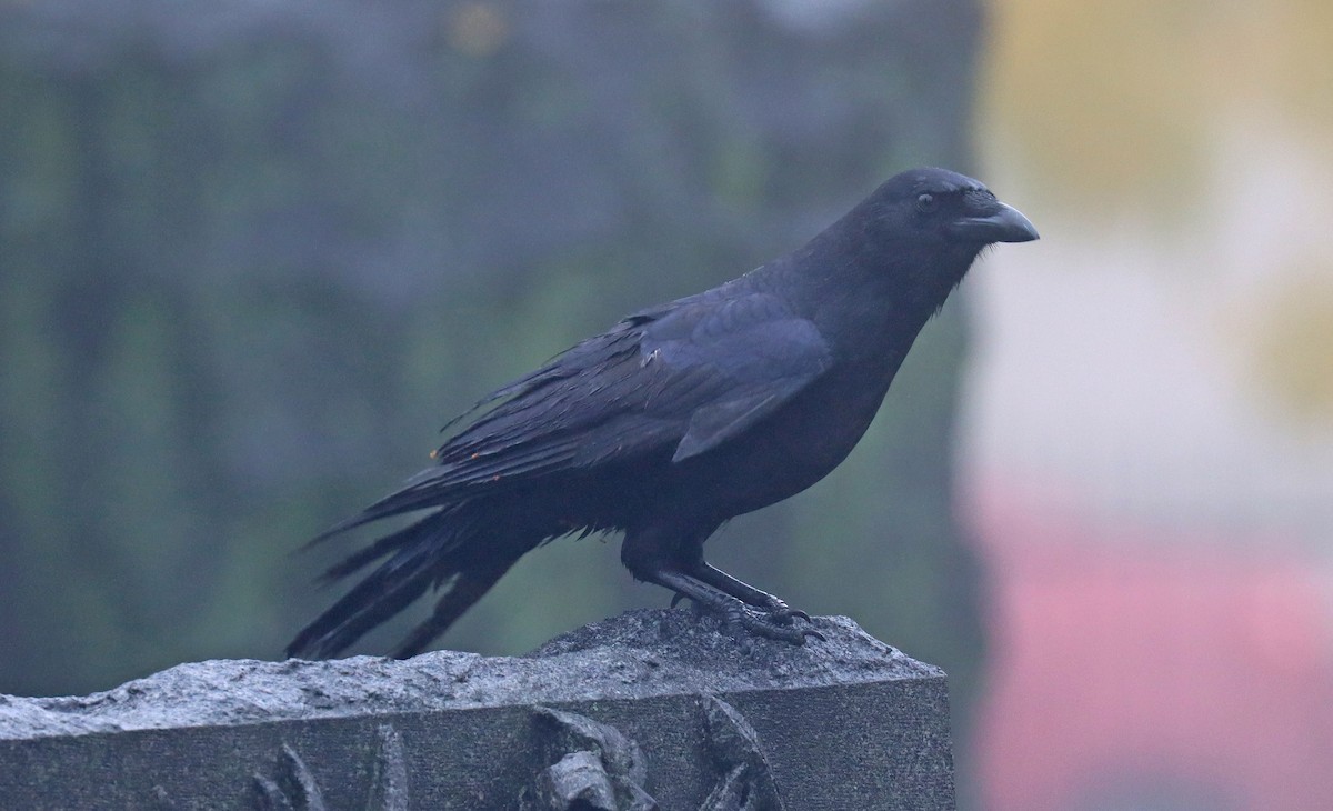 American Crow - ML498462531