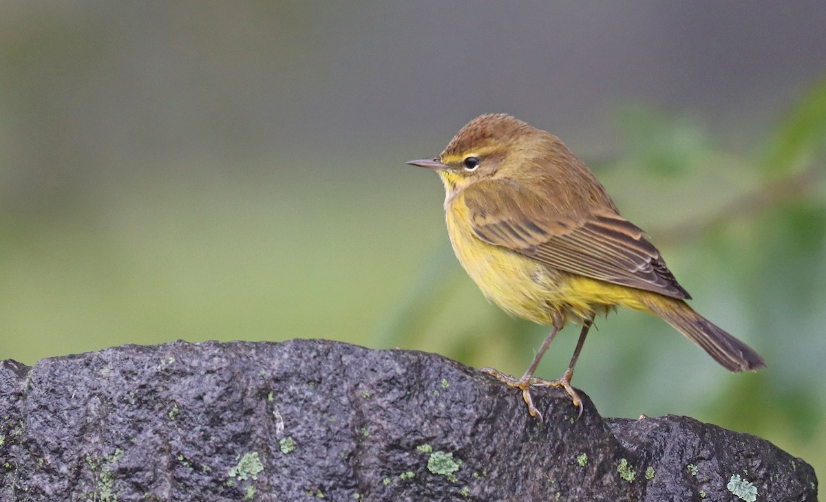 Palm Warbler - Corey Finger