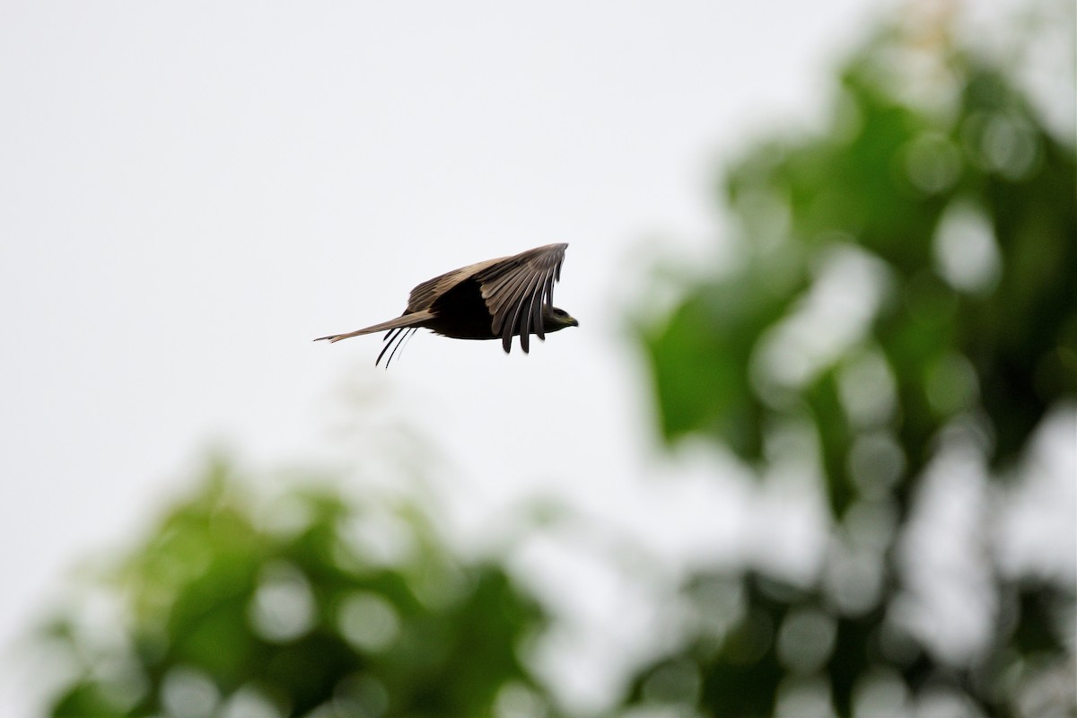 黑鳶 - ML498464191