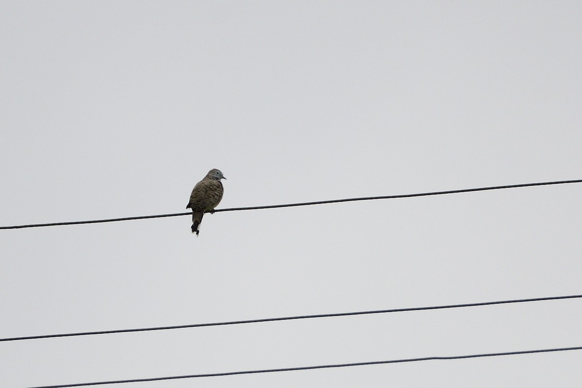 Peaceful Dove - ML498464261