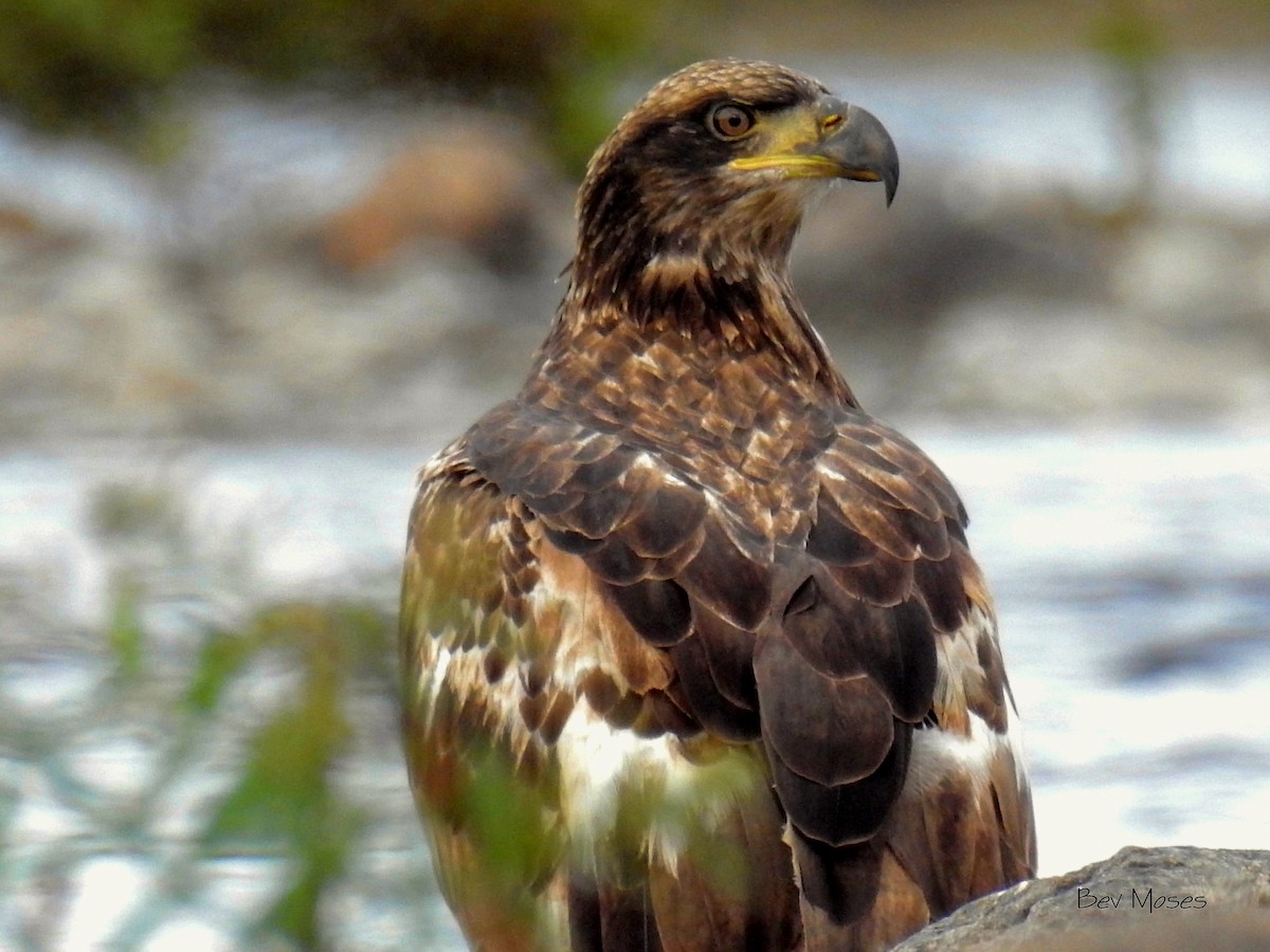 Weißkopf-Seeadler - ML498464851