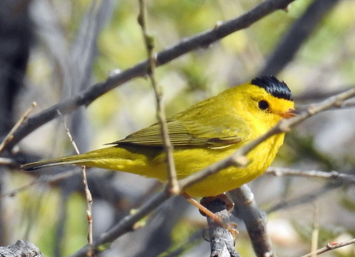 Wilson's Warbler - Jim Scott