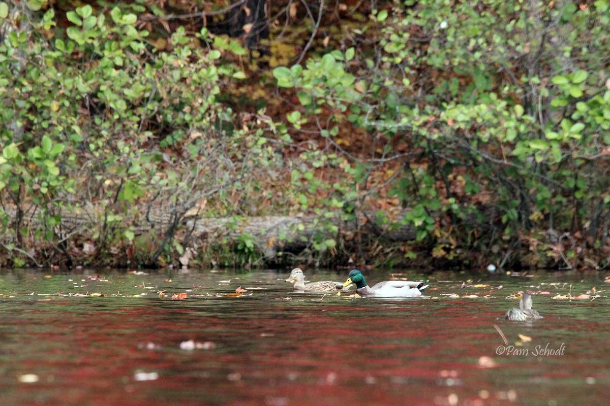 Mallard - ML498466771