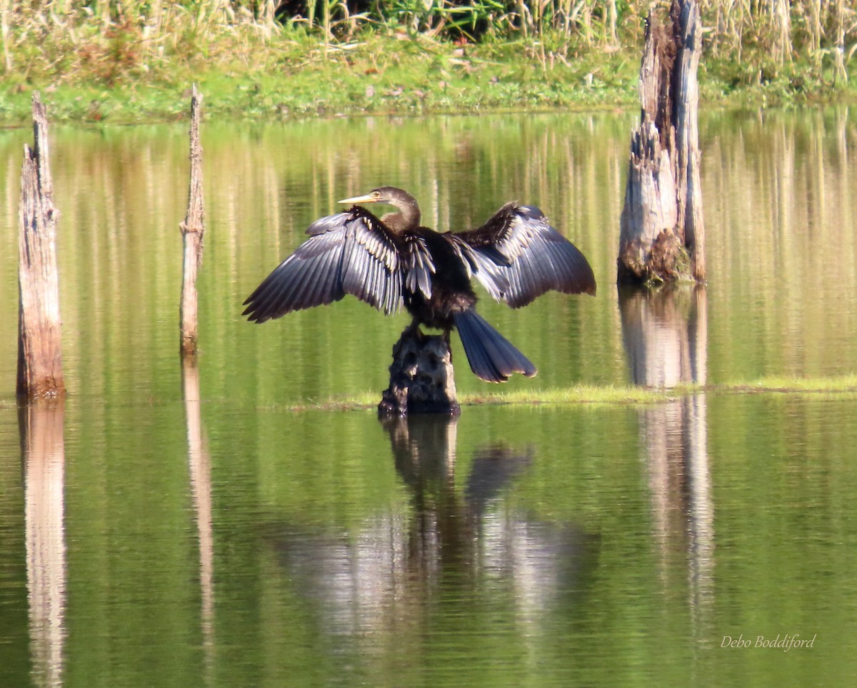 Anhinga amerikarra - ML498469021