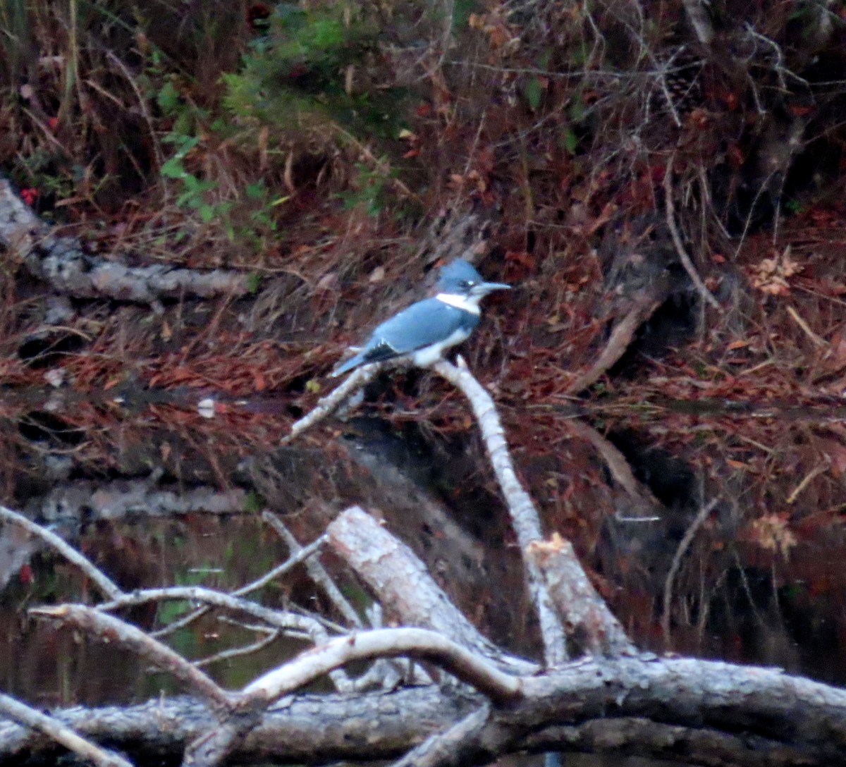 Martin handi iparramerikarra - ML498469061