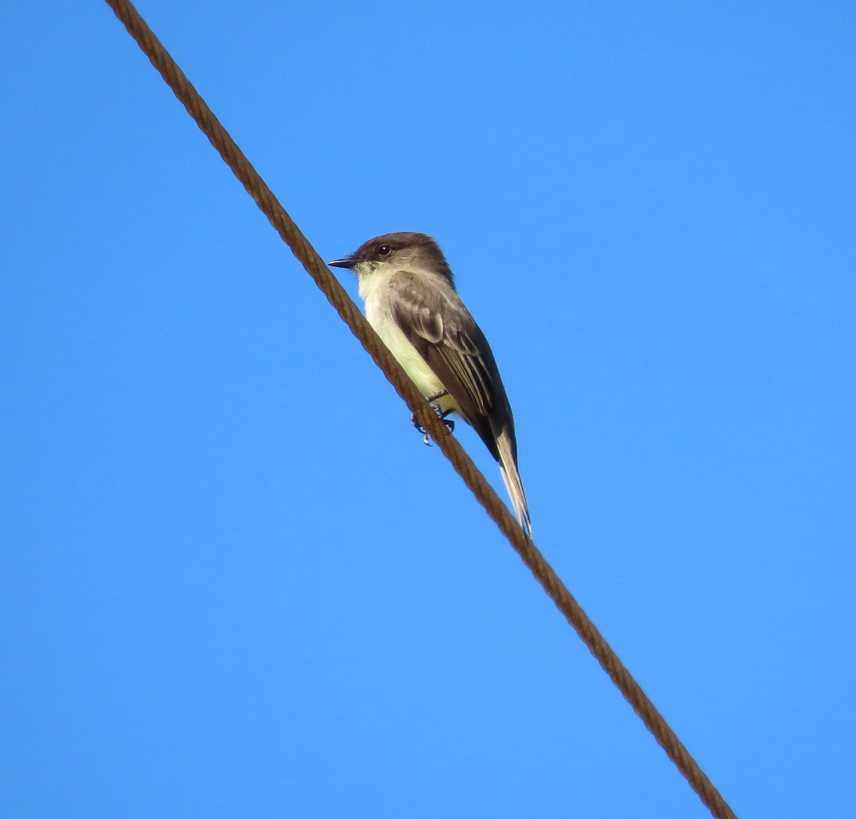 Eastern Phoebe - ML498469101