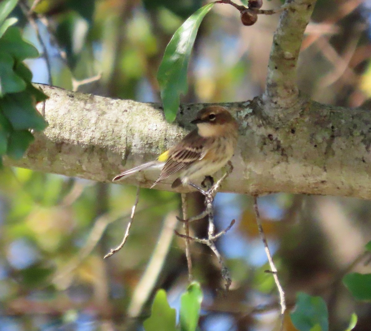 Yellow-rumped Warbler - ML498469161