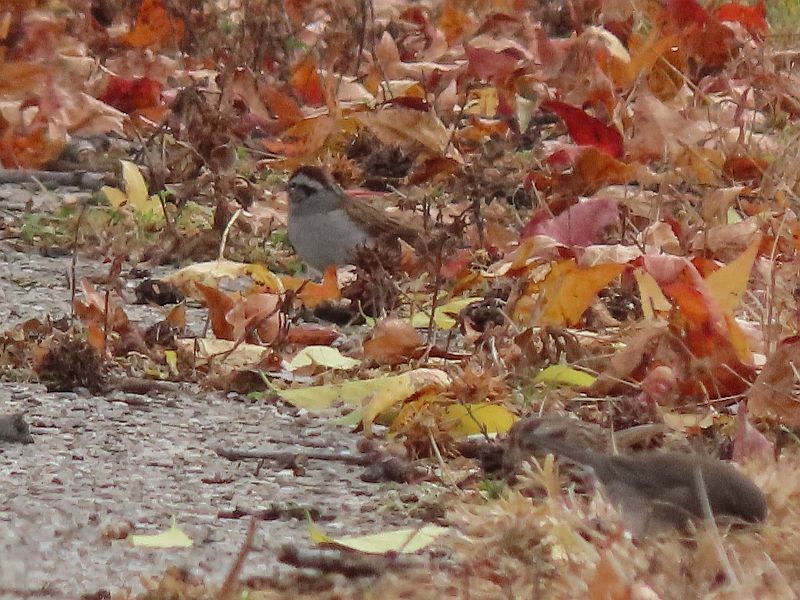 Chipping Sparrow - Tracy The Birder