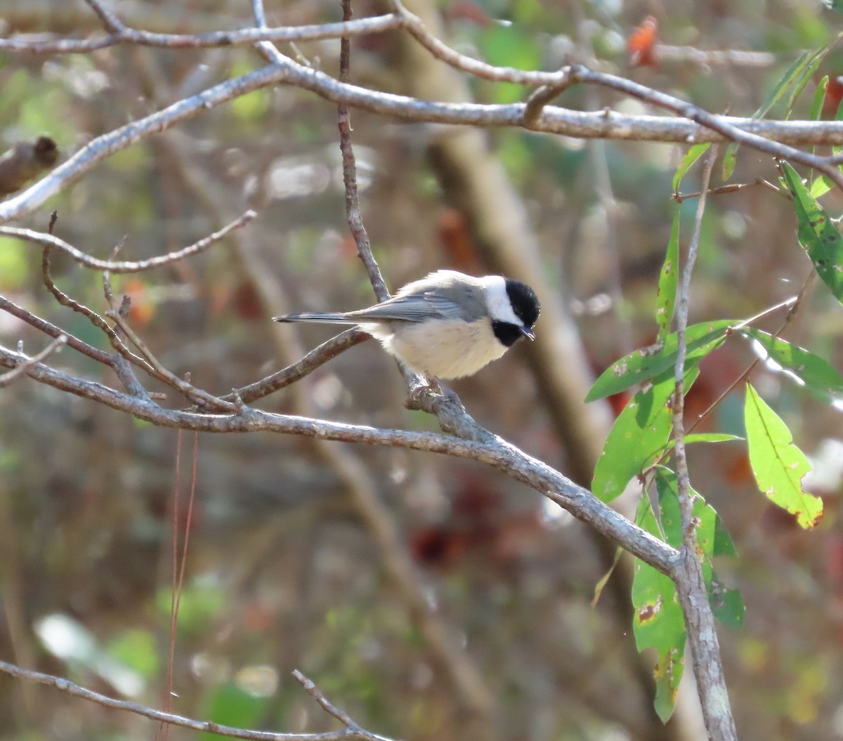Carolina Chickadee - ML498469351