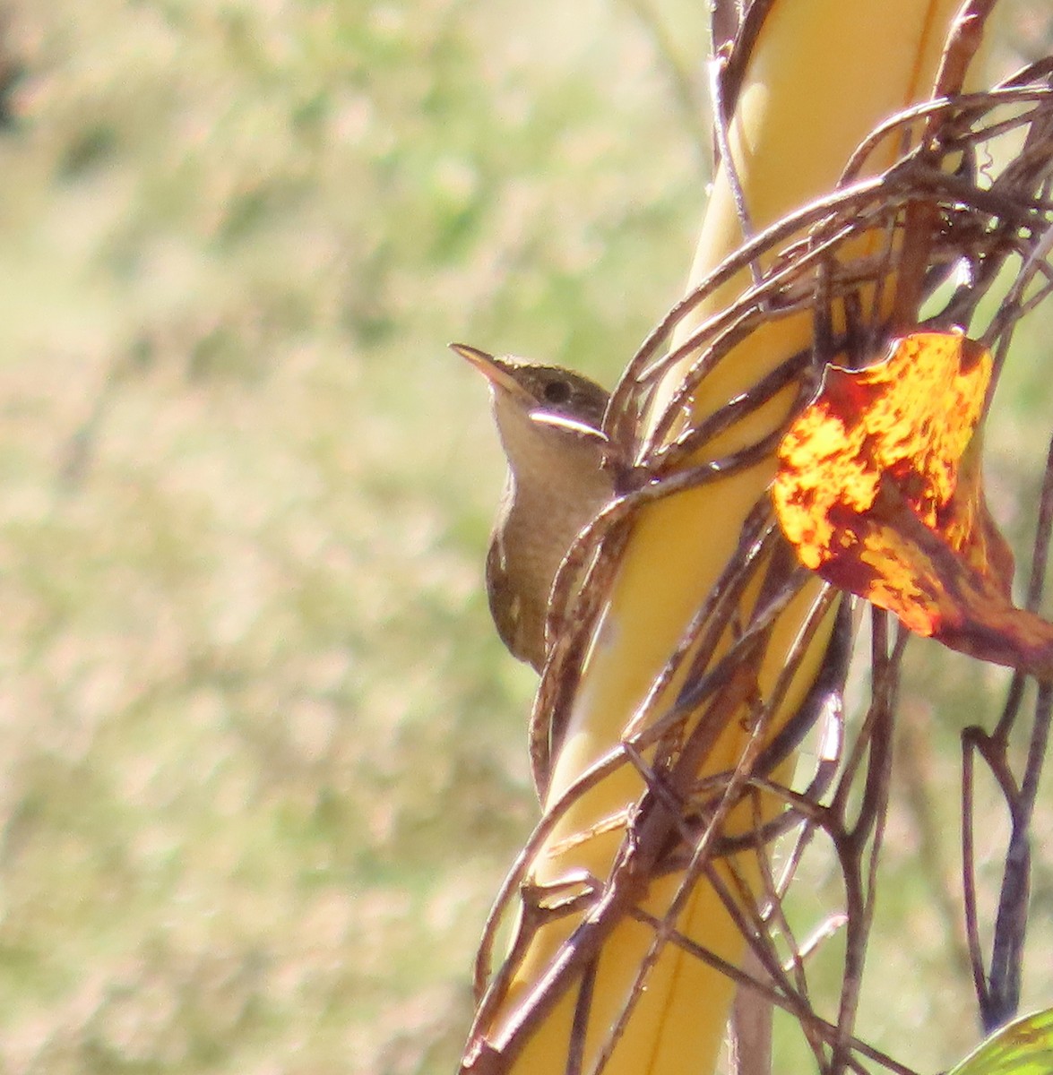 Northern House Wren - ML498469411