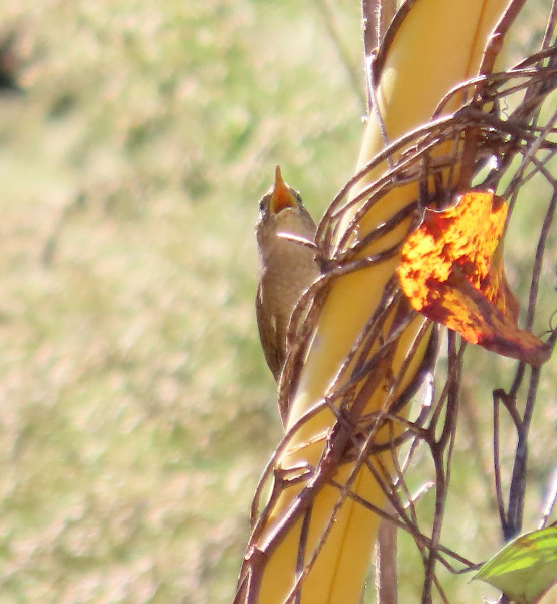 Northern House Wren - ML498469451