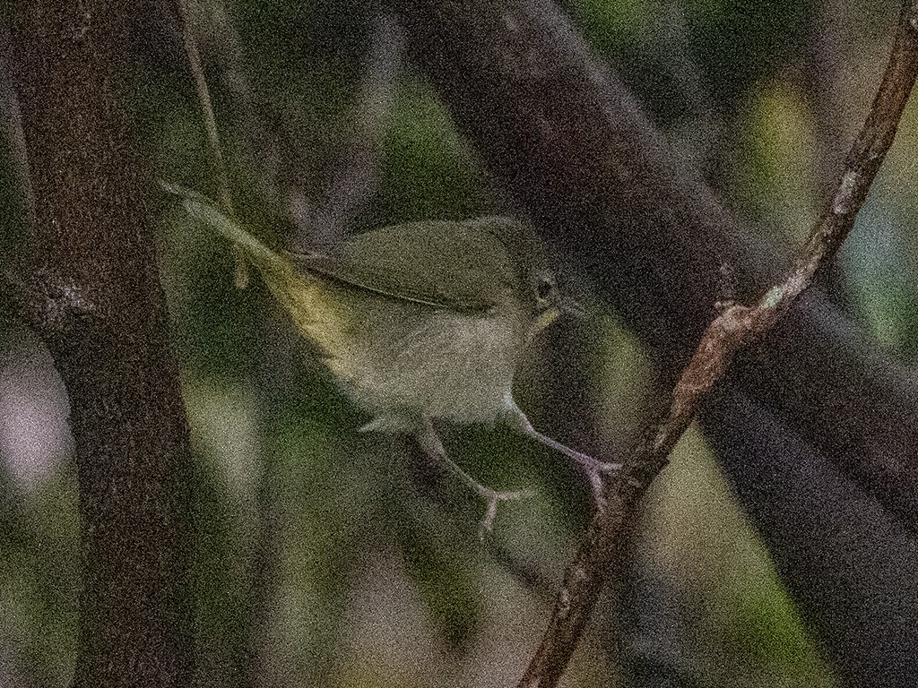 Common Yellowthroat - ML498469751