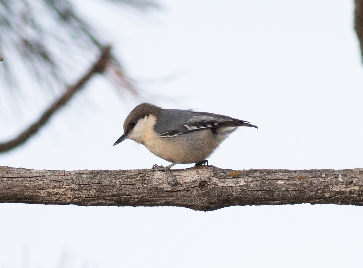 Pygmy Nuthatch - Stephen Brenner