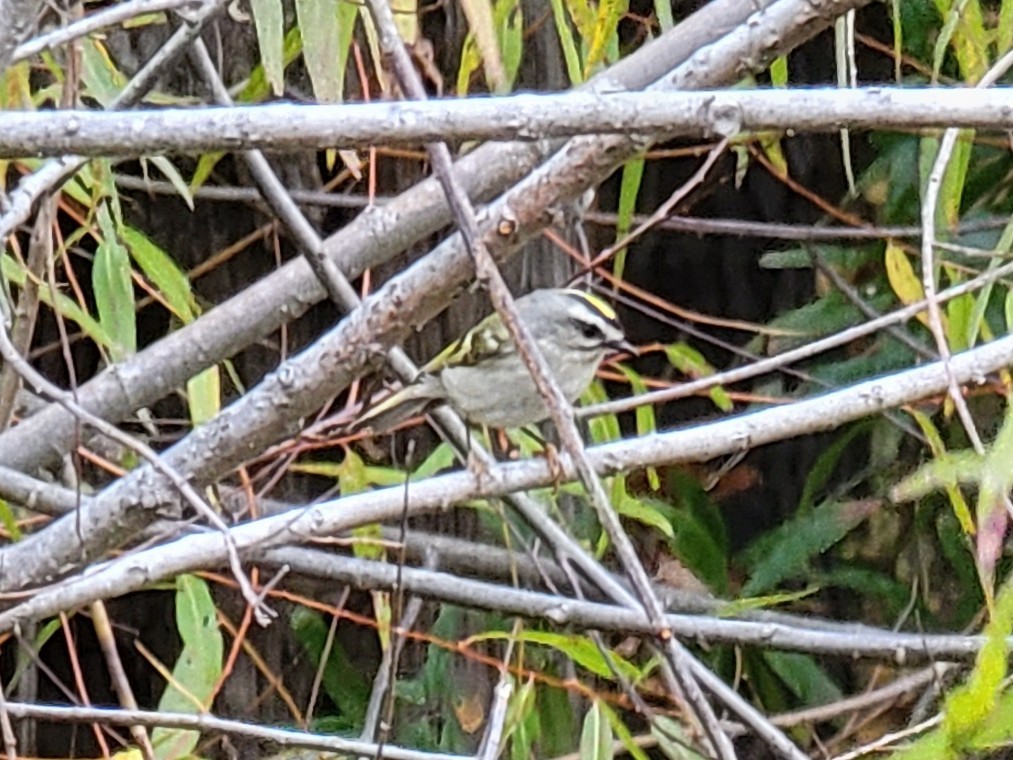 Golden-crowned Kinglet - ML498470261