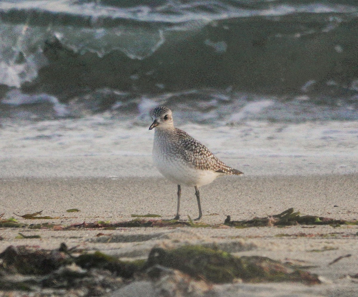 Black-bellied Plover - Jim Carroll