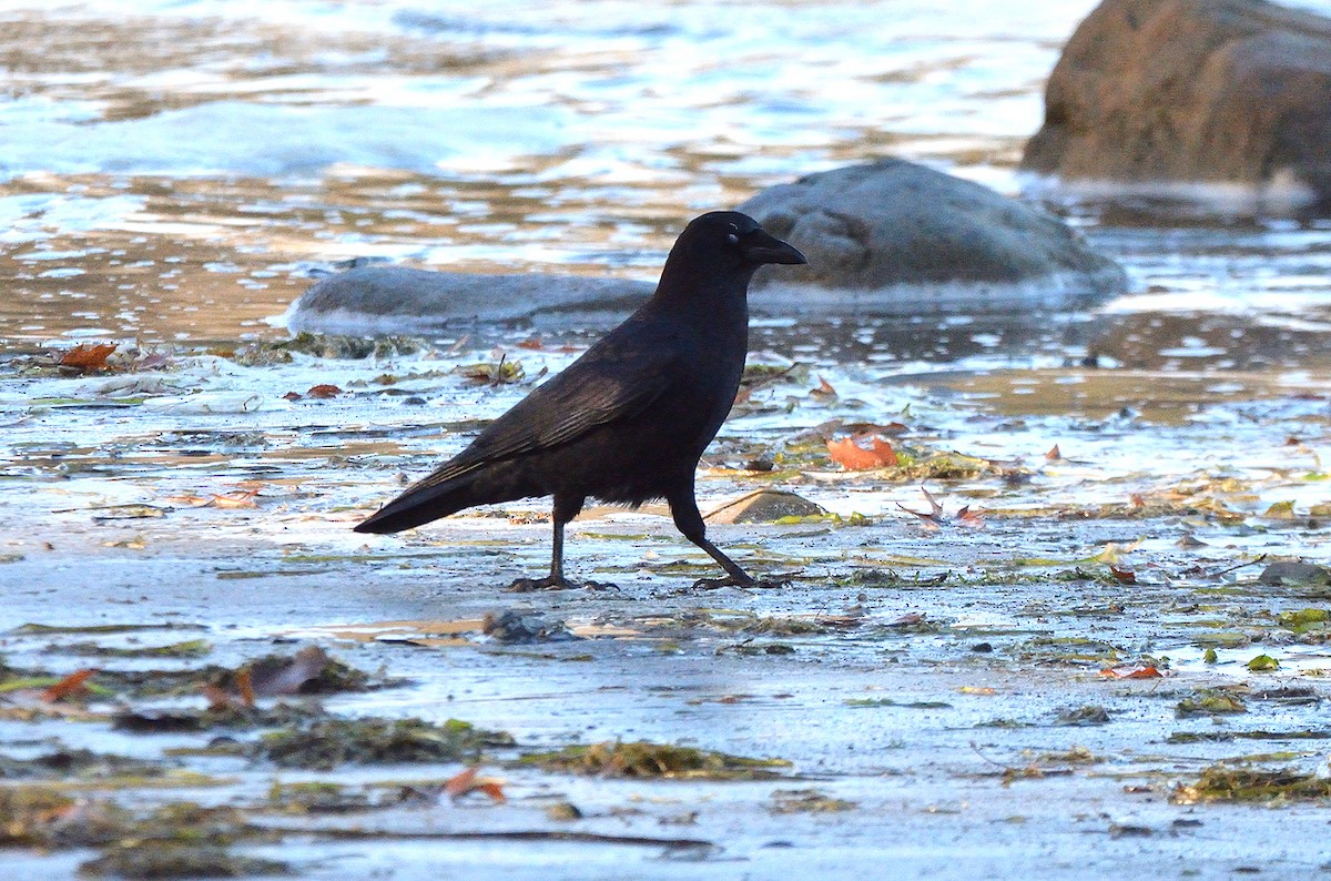 American Crow - ML498471551