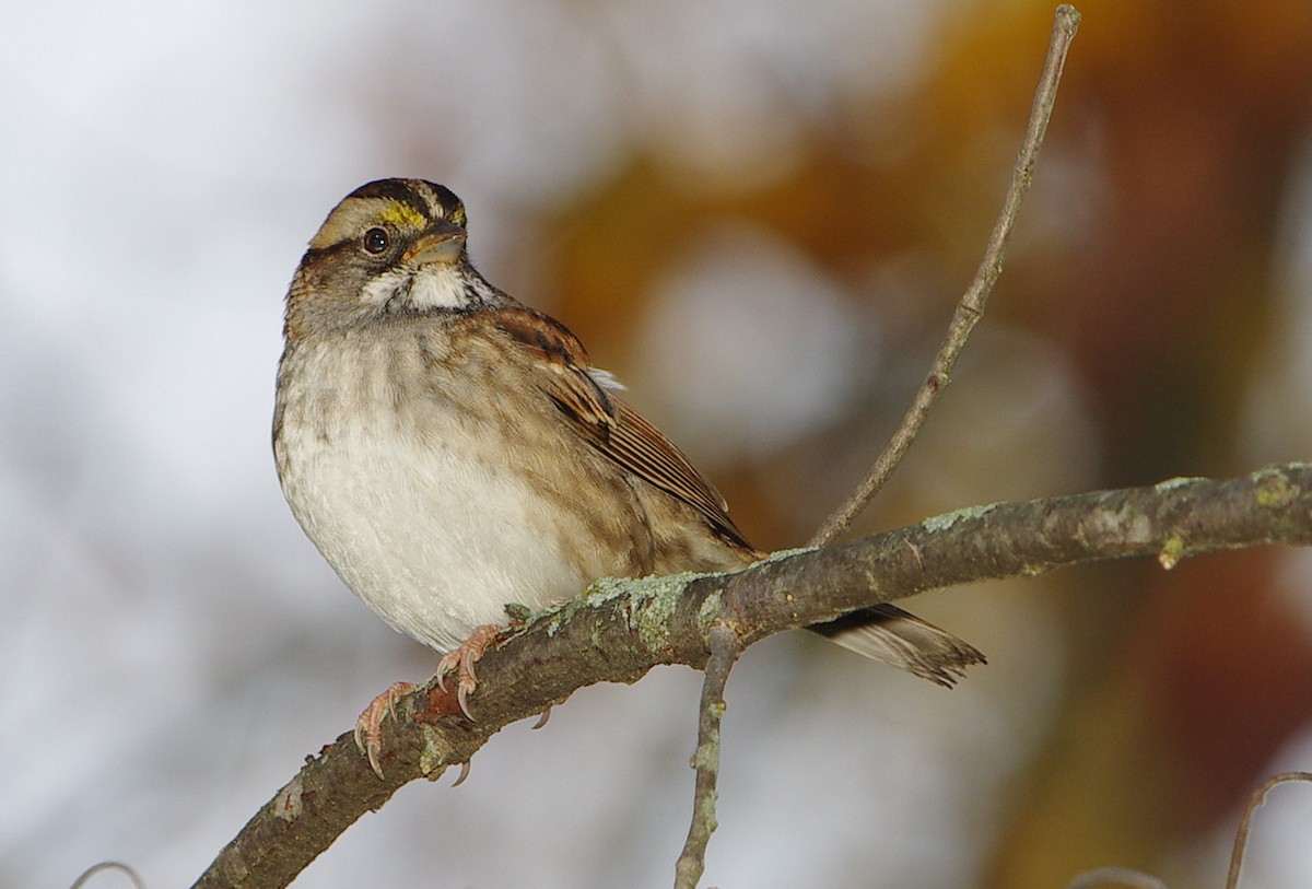 White-throated Sparrow - ML498471971