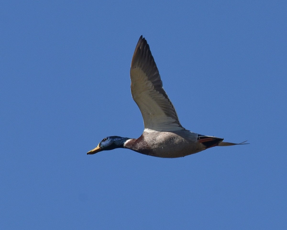 Mallard - ML498472011