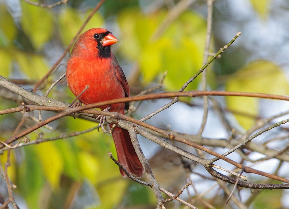 Northern Cardinal - ML498472111