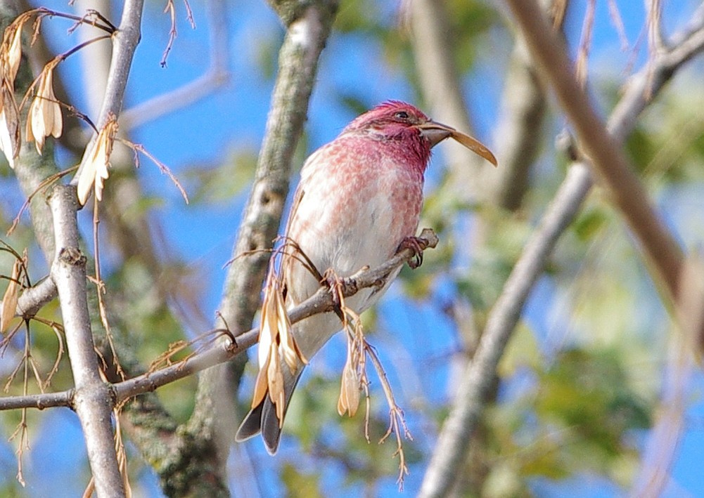 Purple Finch - Mary Caldwell