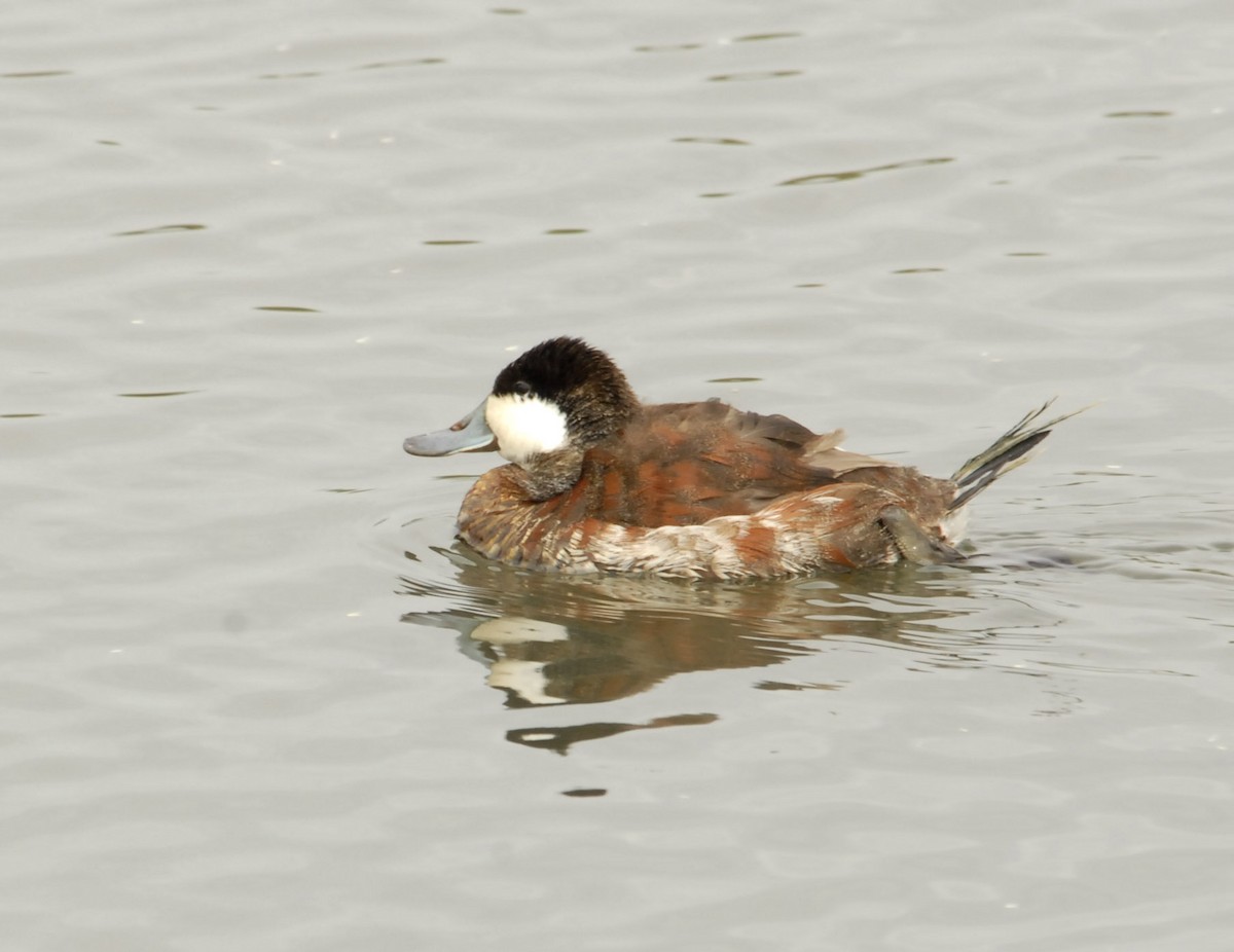 Ruddy Duck - ML498475431