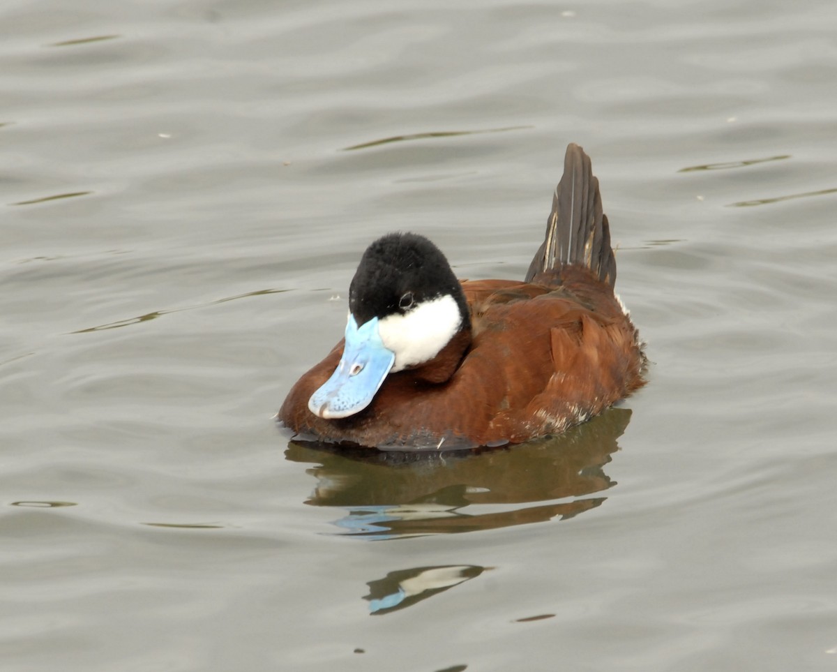 Ruddy Duck - ML498475441