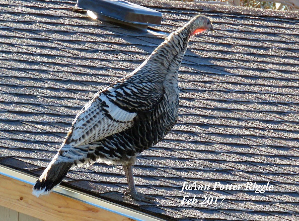 Wild Turkey (Domestic type) - ML49847641