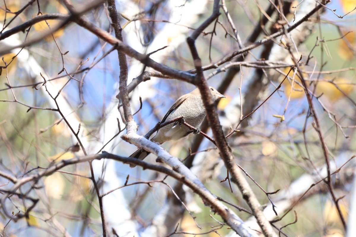 Northern Shrike - ML498476671