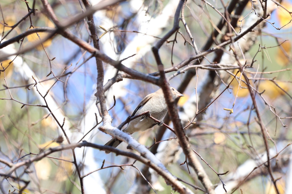 Northern Shrike - ML498476681