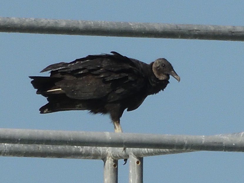 Black Vulture - ML498476971