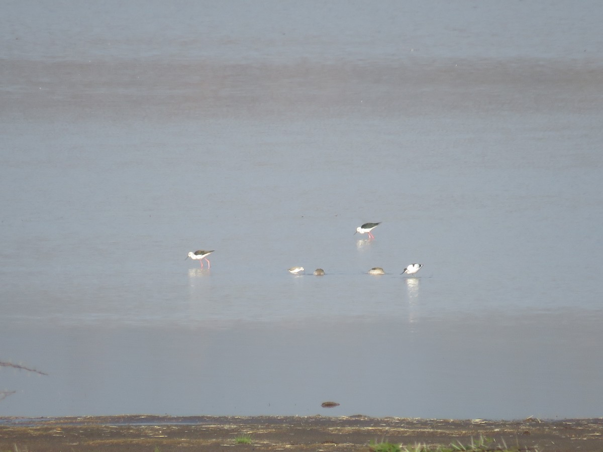 Black-winged Stilt - ML498477451