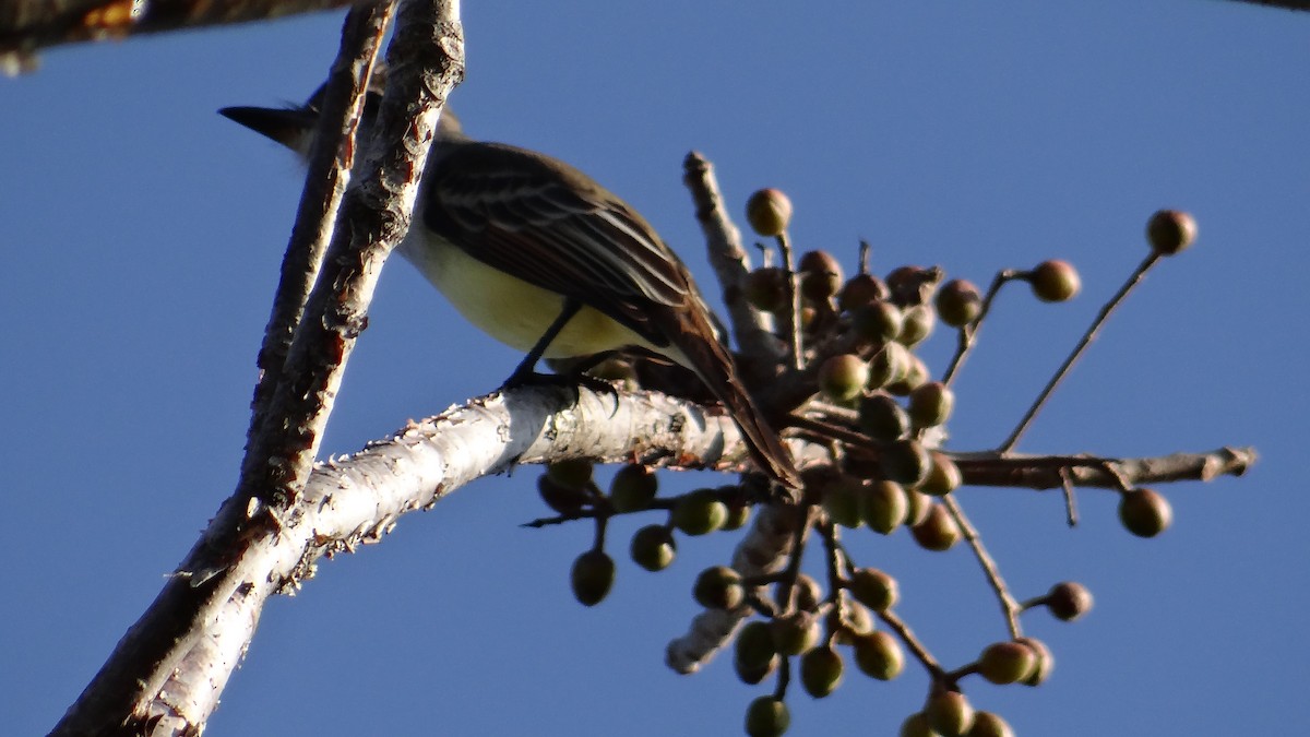 Brown-crested Flycatcher - Aurelio Molina Hernández