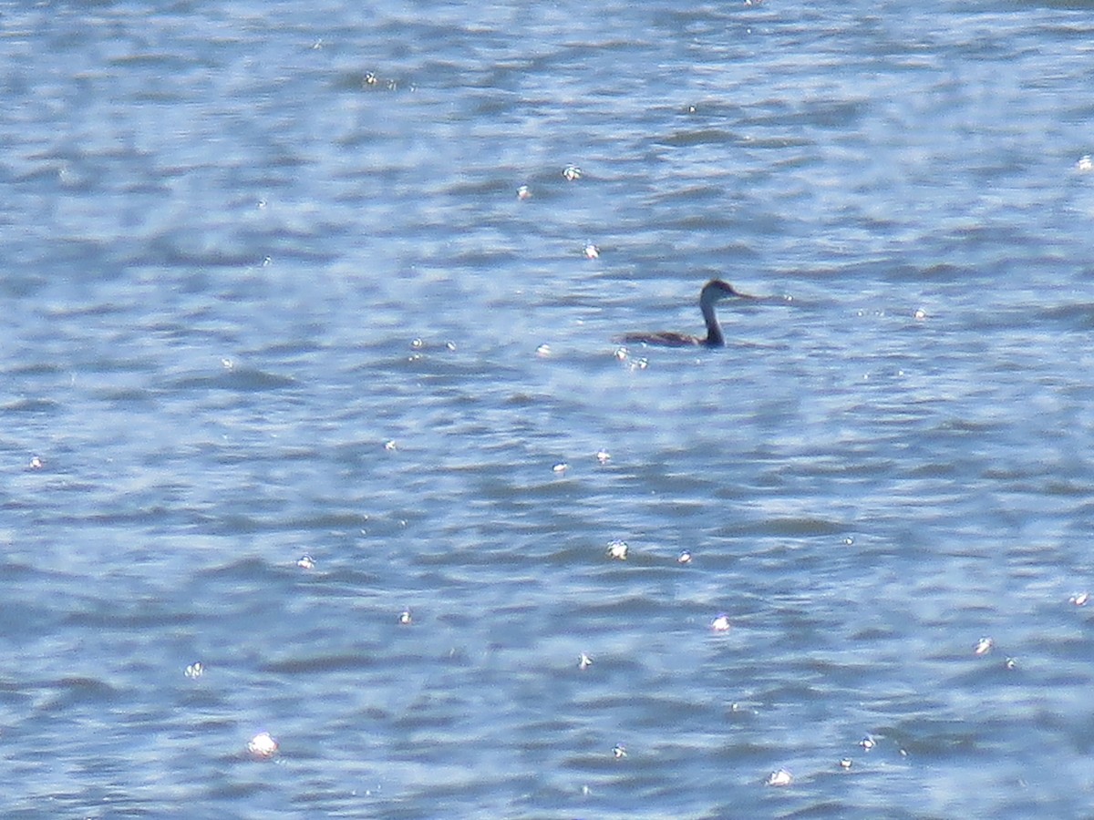 Western Grebe - ML498478131