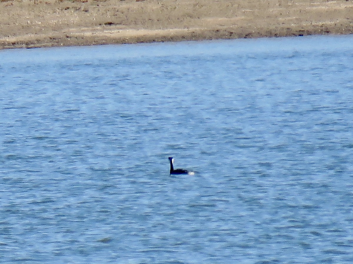 Western Grebe - ML498478141