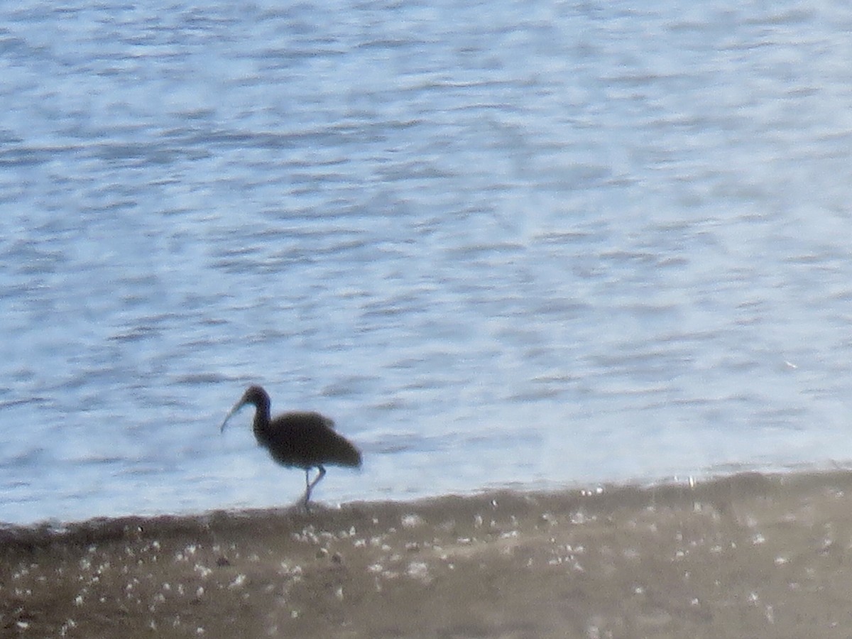 Glossy/White-faced Ibis - ML498478331