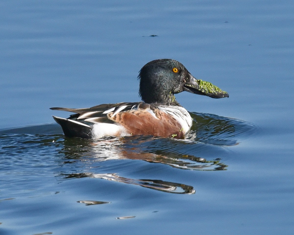 Northern Shoveler - Barb and Lynn