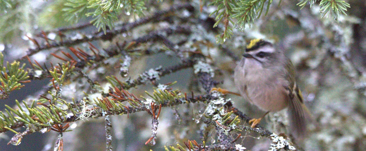 Golden-crowned Kinglet - ML498480281