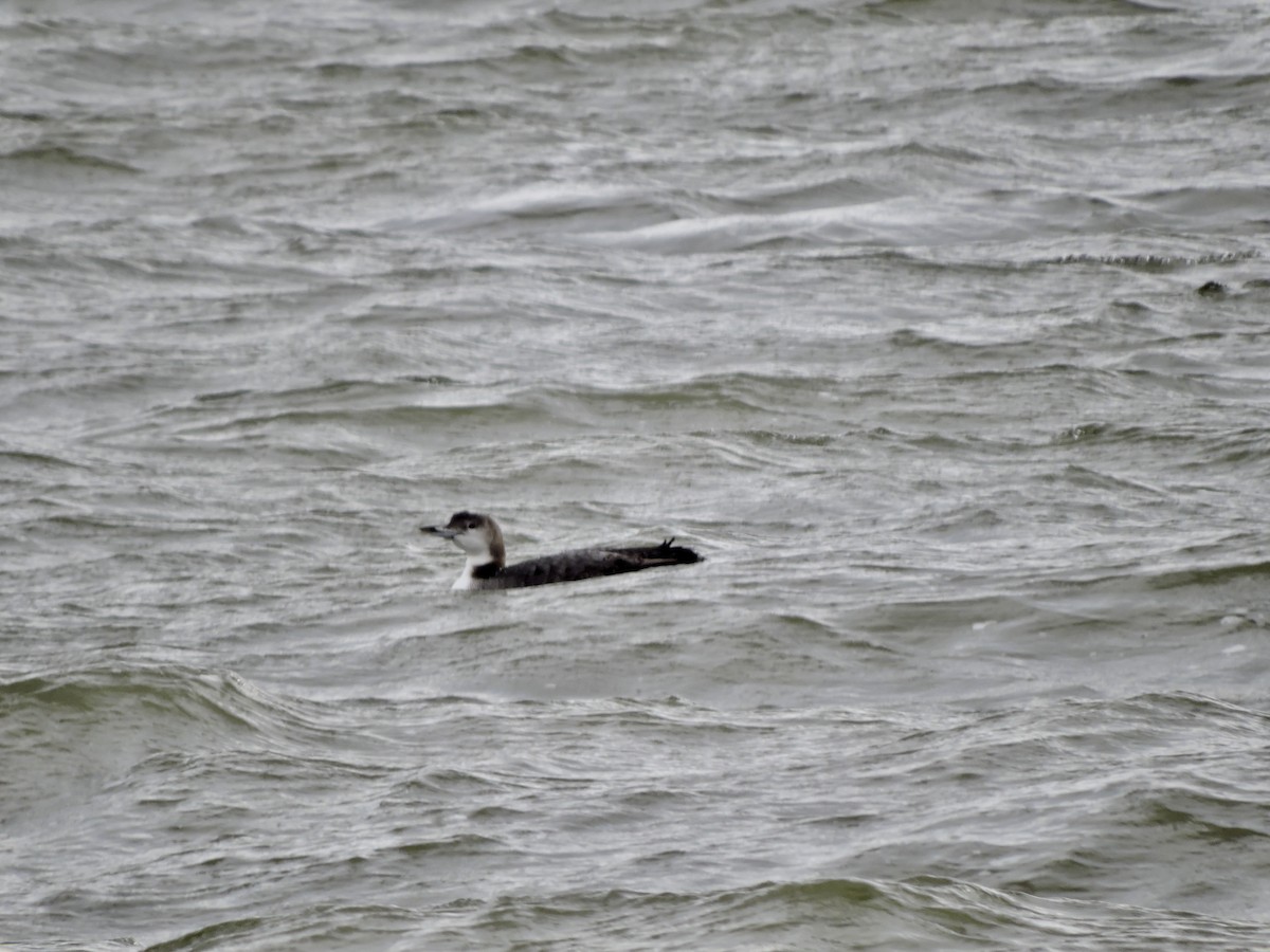 Common Loon - Daniel Casey