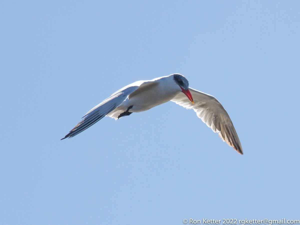 Caspian Tern - ML498485321